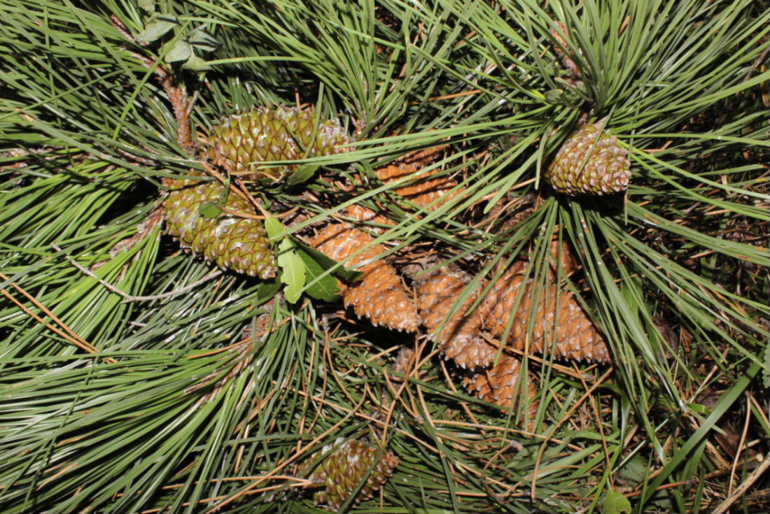 Pinus pinaster